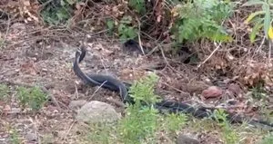 Yılanların dansı görüntülendi