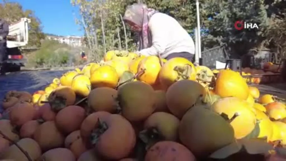 Bilecik'te ilk meyveler vatandaşa ücretsiz dağıtıldı