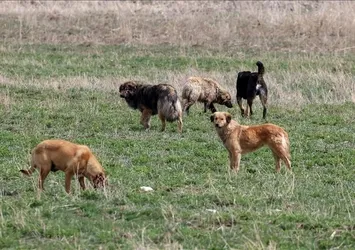 Trabzon'da kirli algı operasyonu çöktü