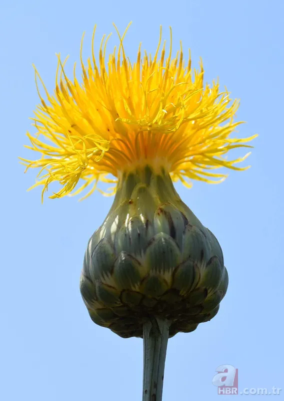 İstanbul'da çok nadir görülüyor! Bu çiçek koparanın elini yakıyor! İşte cezası... 16