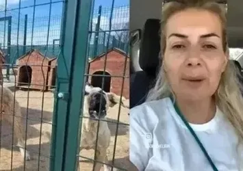Buket Özgünlü yine duygu sömürüsü ile vurgun peşinde! 'Köpek Velisi' bu kez de 700 bin TL istedi