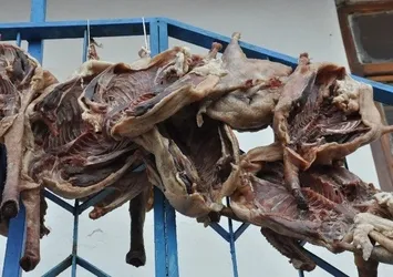 Kars Sarıkamış'ta kaz kesimi başladı