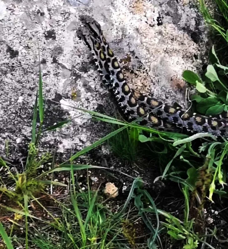 Görüntüler Türkiye’den... Gövde gösterisi yaptılar! 🐍 Zehirli yılanların dansı böyle görüntülendi