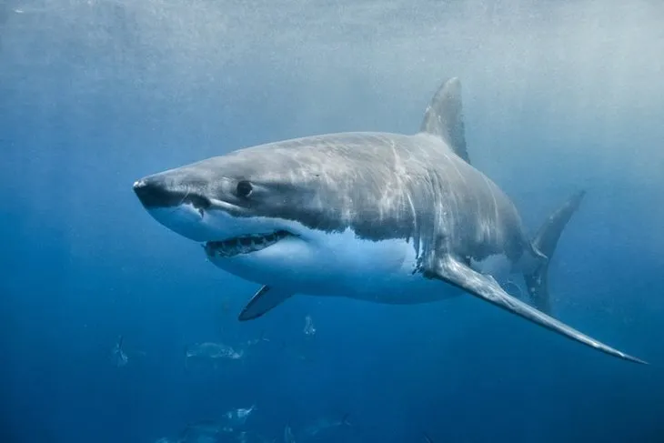 Denizde feci ölüm! Köpek balığı saldırısı sonucu bir genç hayatını kaybetti