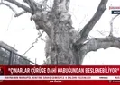 Tarihi çınarlara nasıl bakım yapılmalı?