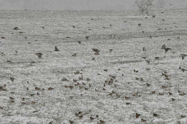 Pazartesi günü okul var mı? 14 Mart Pazartesi okullarda kar tatili olacak mı? İstanbul’da kar tatili yapılacak mı?
