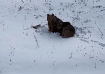 Kars'ta ayıların dron ile sınavı