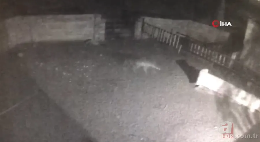 Ağıla girince şoke oldu! Kaçarken tekrar saldırdı… Tek tek saldırıp böyle dehşet saçtı 6