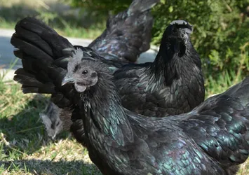 Hobi olarak 'servet' yetiştiriyor