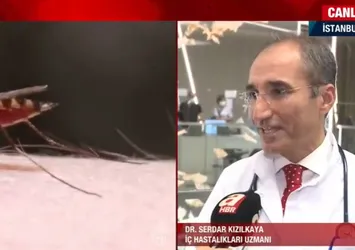 İstanbul’da yeni tehlike: Baldırsokan sineği