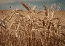 Rusya’da tahıl koridoru zirvesi