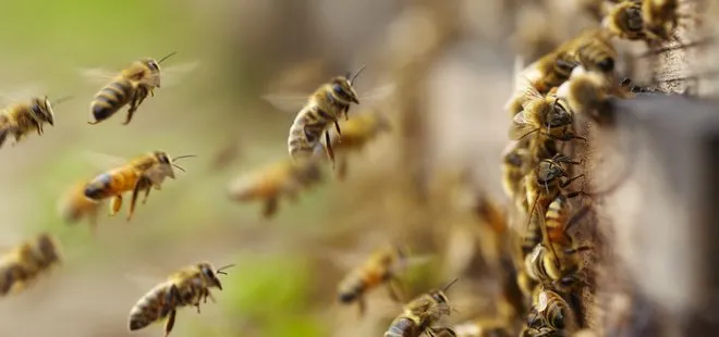 İşçiler arıların saldırısına uğradı: 19 yaralı