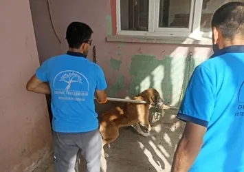Hatay'da "kuduz" alarmı! 2 mahalle karantinaya alındı | Ekipler seferber oldu...