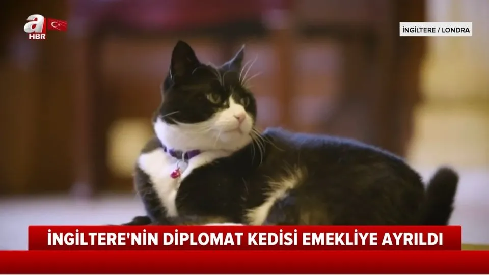 Ingiltere Nin Diplomat Kedisi Palmerston Emekliye Ayrildi Video Izle Flas Haber Ahaber Video Izle