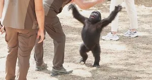 Yavru goril Zeytin anavatanına gönderiliyor