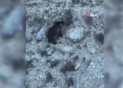 Kış uykusuna hazırlanan iki ayı görüntülendi