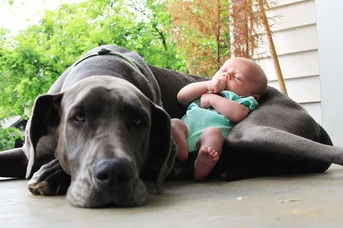 Küçük çocuklarla büyük köpekler