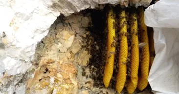 O balı bulmak için 2 bin metre yükseklikte arıyorlar! Kilosunu bin 500 TL’ye satıyorlar