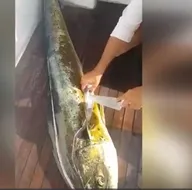 Yakaladığı balığın içinden bakın ne çıktı!