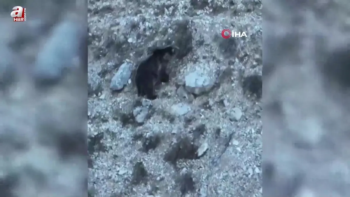 Erzincan’da kış uykusuna hazırlanan iki ayı görüntülendi