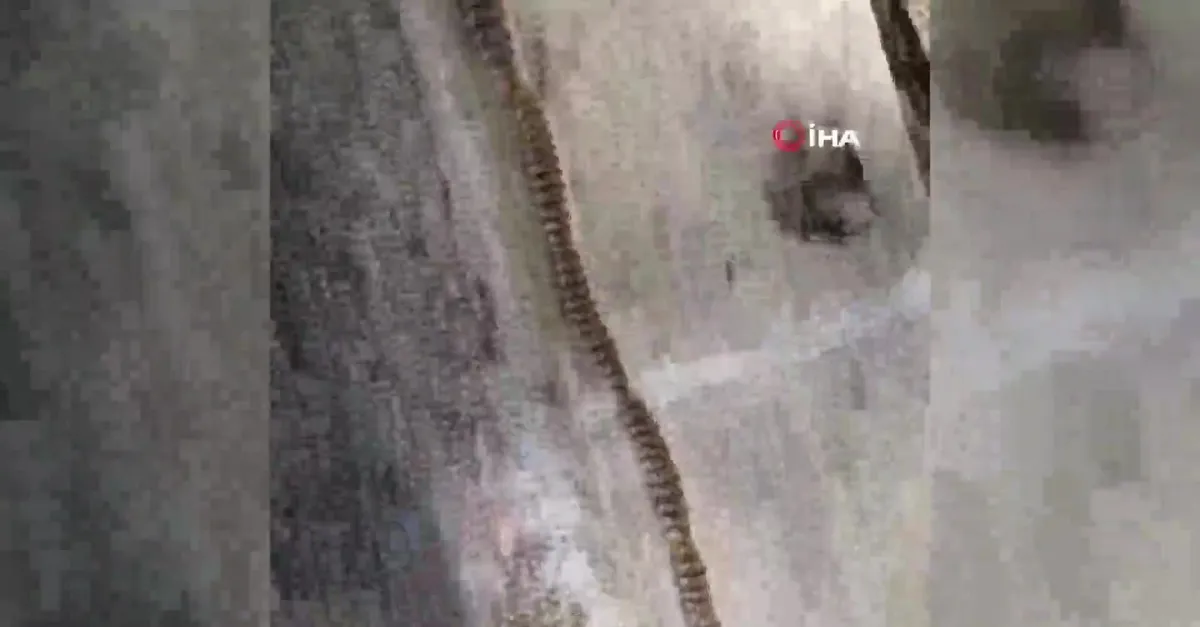 Görenler hayrete düştü! Yılan sandılar bakın ne çıktı