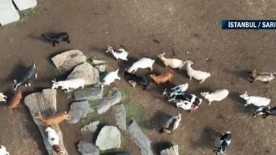 İstanbul’da cüce keçiler çiftliği!