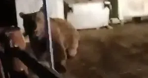 Ayı saldırısından son anda böyle kurtuldu
