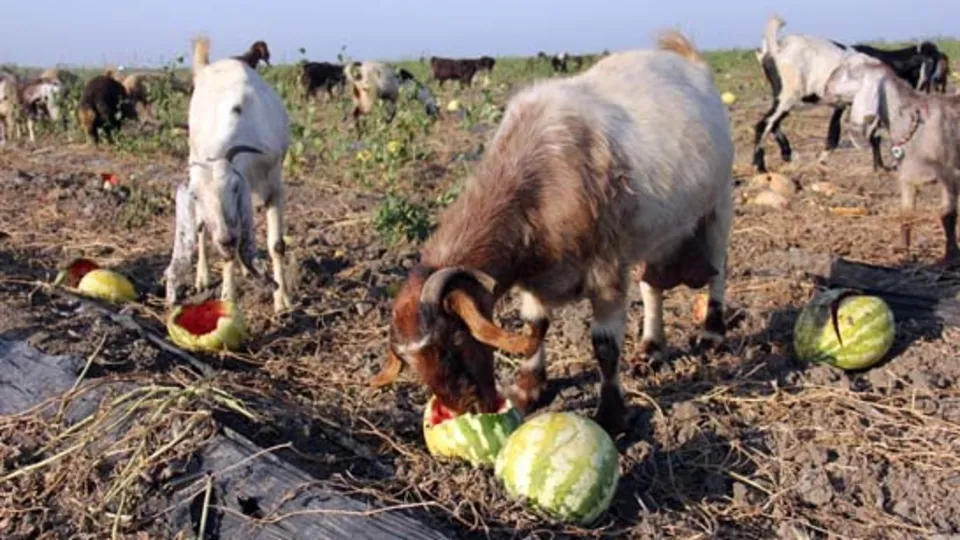 Karpuz tarlada kaldı, keçilere yem oldu