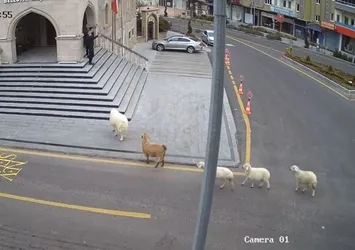 Sürüden kaçan keçi ve koyunlar Nevşehir Belediyesi'ni bastı! O anlar güvenlik kamerasına yansıdı