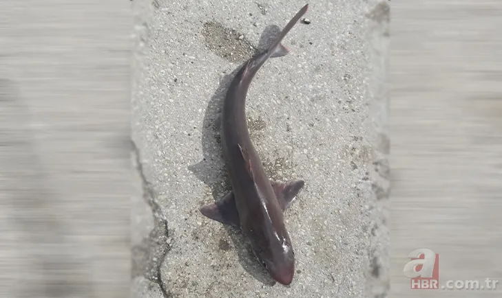 Levrek yakaladığını zannetti! Oltasına takılan balığı görünce gözlerine inanamadı 3