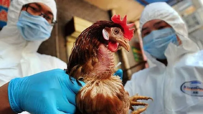 dso-uyardi-meksikada-ilk-olumcul-h5n2-kus-gribi-vakasi-1717621551934.jpg DSÖ uyardı: İnsanlar üzerinden ölümcül etkili virüs! Meksika'da ilk ölüm yaşandı | Dünya genelinde yayılma endişesi - 4