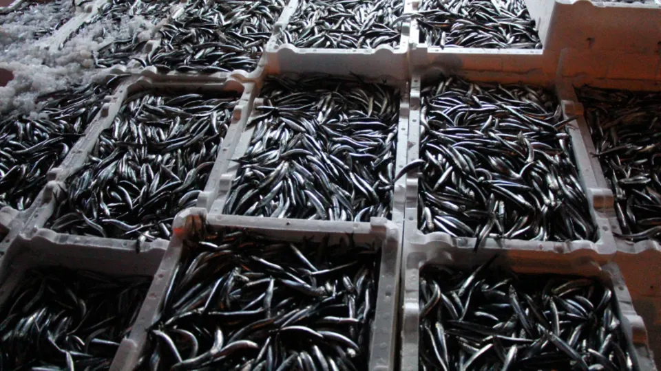 500 ton hamsi avlandı!