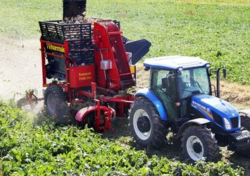 Türkşeker aracılığıyla 452 milyon liralık pancar söküm avansı çiftçilere ödenecek