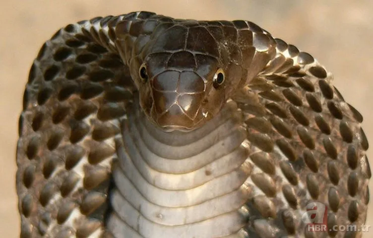 Kral kobra yılanı İngiliz adama saldırdı! Dünyanın en tehlikeli yılanı dinlenen adamı yakaladı 5