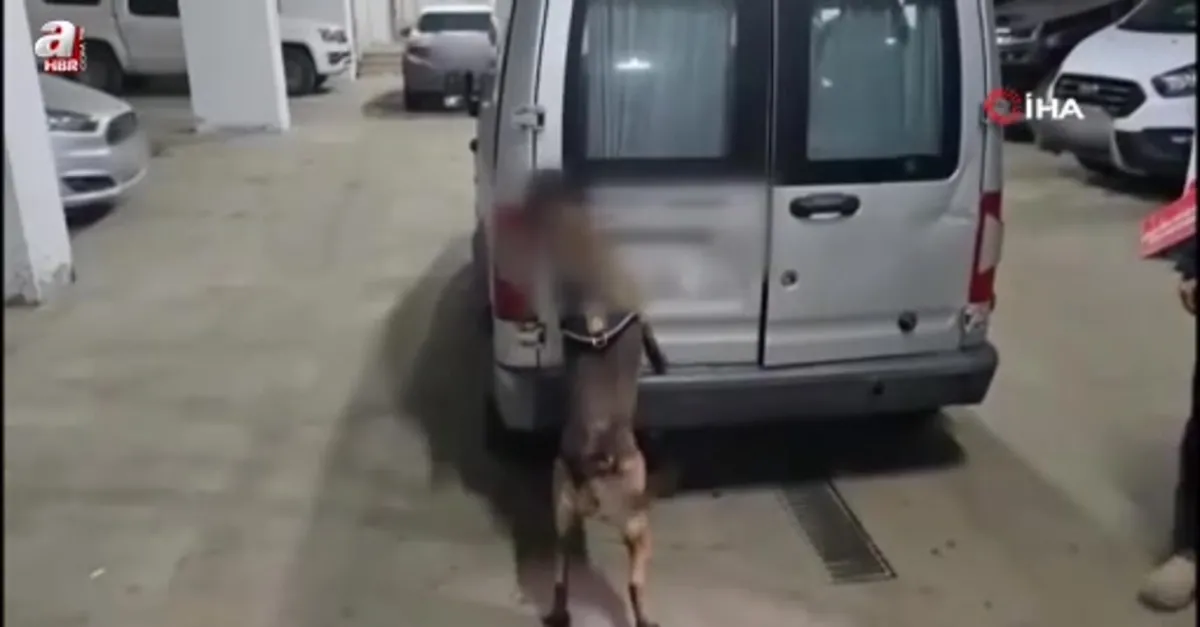 Uyuşturucu narkotik köpeği Şila'ya takıldı