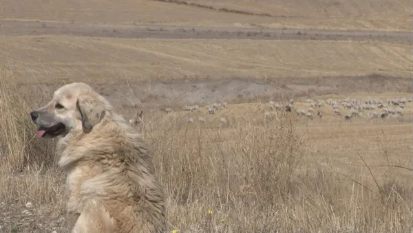 Başkent'te başıboş köpek vahşeti! 50’den fazla küçükbaş hayvanı telef etti! Sürü sahibi isyan etti - 3