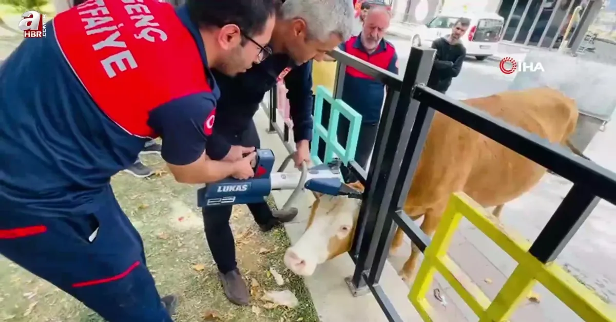 Demir korkuluklara sıkışan inek böyle kurtarıldı