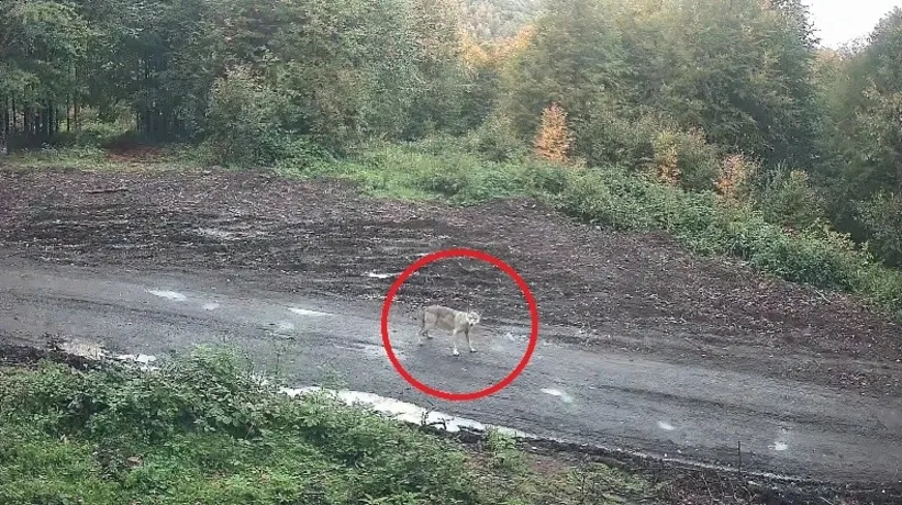Uzun süredir bölgede görünmüyorlardı! Kurtlar sürü halinde ortaya çıktı