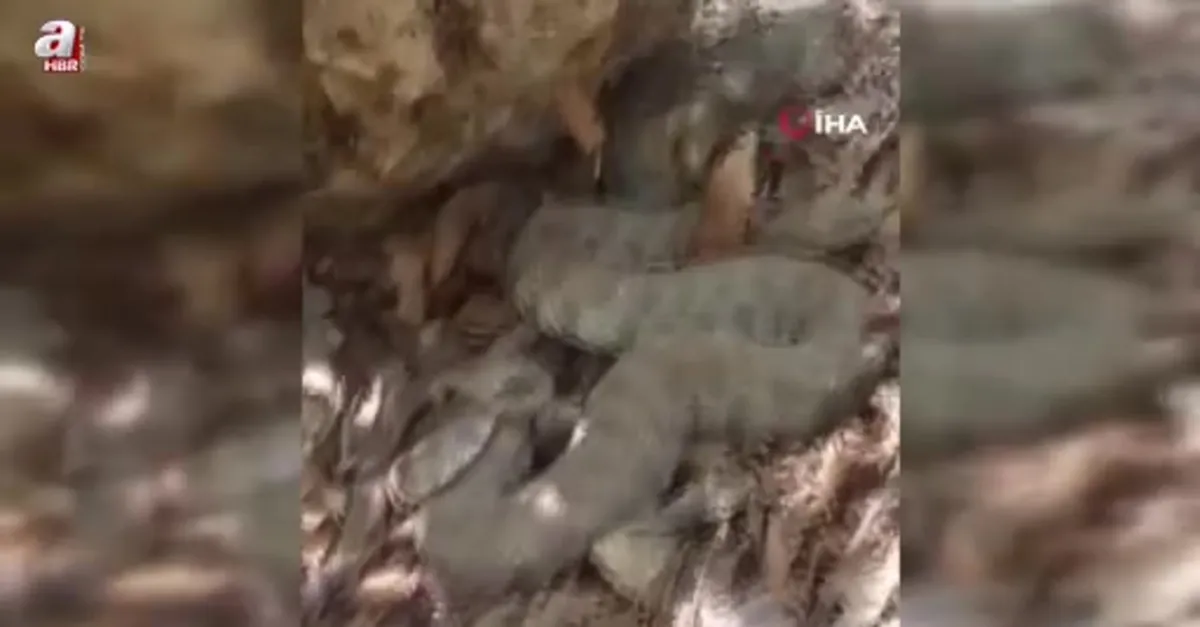 Tek ısırığı bir insanı öldürmeye yetiyor