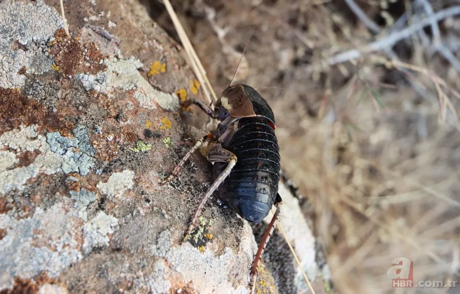 Yamyam çekirge o ilimizde yeniden ortaya çıktı 🦗 Kendi türünü yerken görüntülenmişti 6