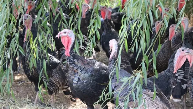 Son dakika: Yılbaşında sokağa çıkma yasağı var mı? 31 Aralık Cuma günü kısıtlama olacak mı? Kapanma gelecek mi?