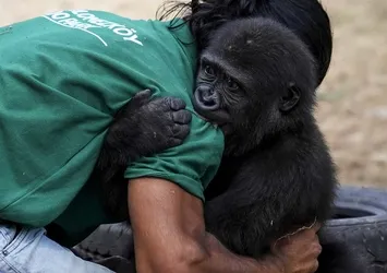 Sosyal medyada gündem olan yavru goril Zeytin'den sevindiren haber! Türkiye'de kalacak