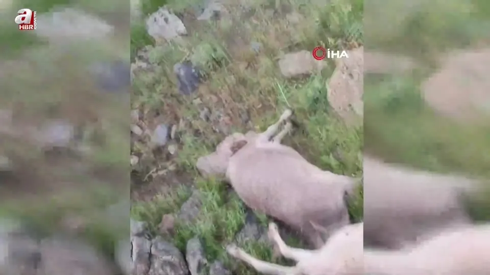 Yıldırım düşmesi sonucu 3 inek telef oldu