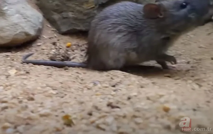 Görüntüler Türkiye’den… Havalar ısınınca ortaya çıktı! Gece uykudayken akrep soktu 13