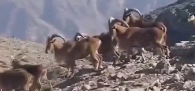 MSB, PKK’dan temizlenen İkiyaka Dağları’nı paylaştı! Dağ keçilerinin vazgeçilmezi oldu