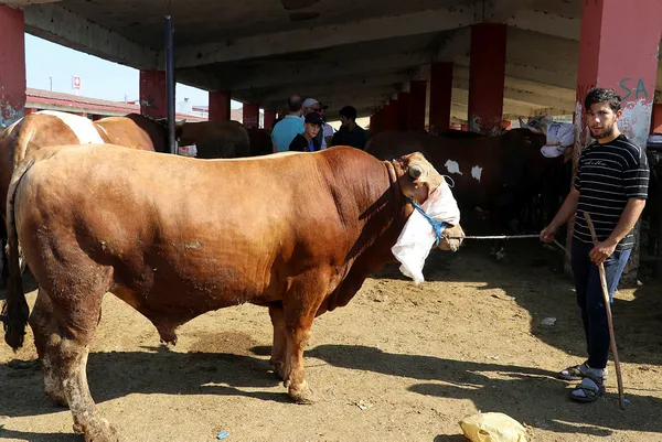 Başkan Recep Tayyip Erdoğan’dan kabine toplantısı sonrasında canlı yayında son dakika açıklamaları! Kurban Bayramı tatili kaç gün oldu? Kurban Bayramı tatili 11 güne uzatıldı mı?