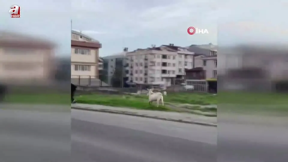 Keçi öğrencileri böyle kovaladı! Görüntüler İstanbul’dan