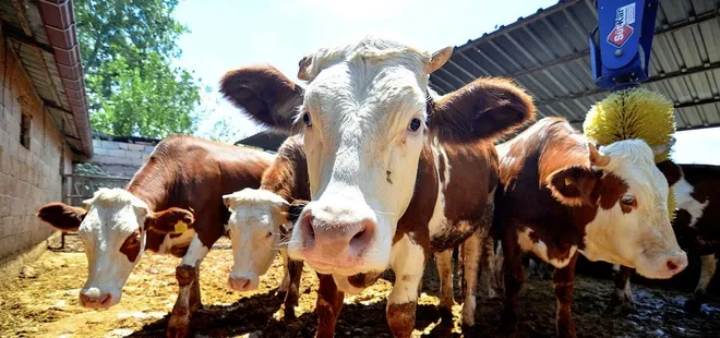 2021 Kurban fiyatları belli oldu! Kurban çadırları ne zaman kurulacak? İstanbul, Ankara, İzmir...