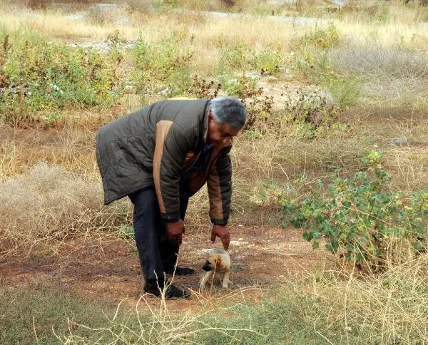Yavru köpeği kulaklarını kesip, araziye attılar! - 1