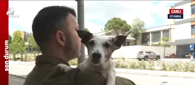 Başıboş köpek sorunu nasıl çözülecek? Hangi formüller uygulanacak? İşte A Haber’in ulaştığı teklifin taslak metni